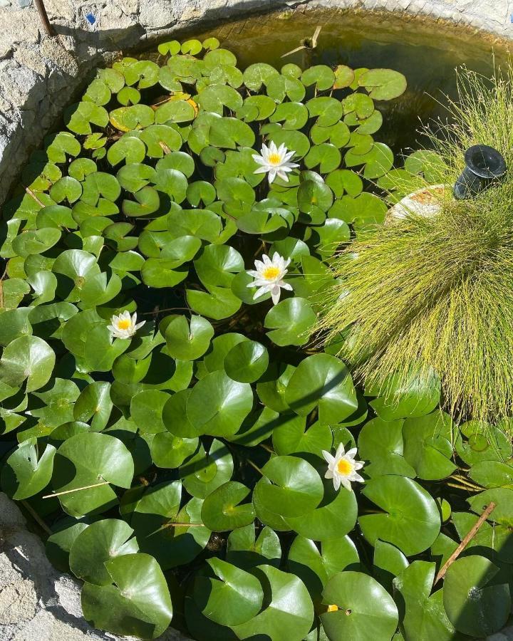 B&B Il Giardino Delle Meraviglie Мелито-ди-Порто-Сальво Экстерьер фото